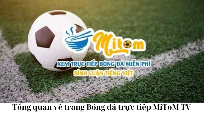 tong-quan-ve-trang-bong-da-truc-tiep-mitom-tv (2)